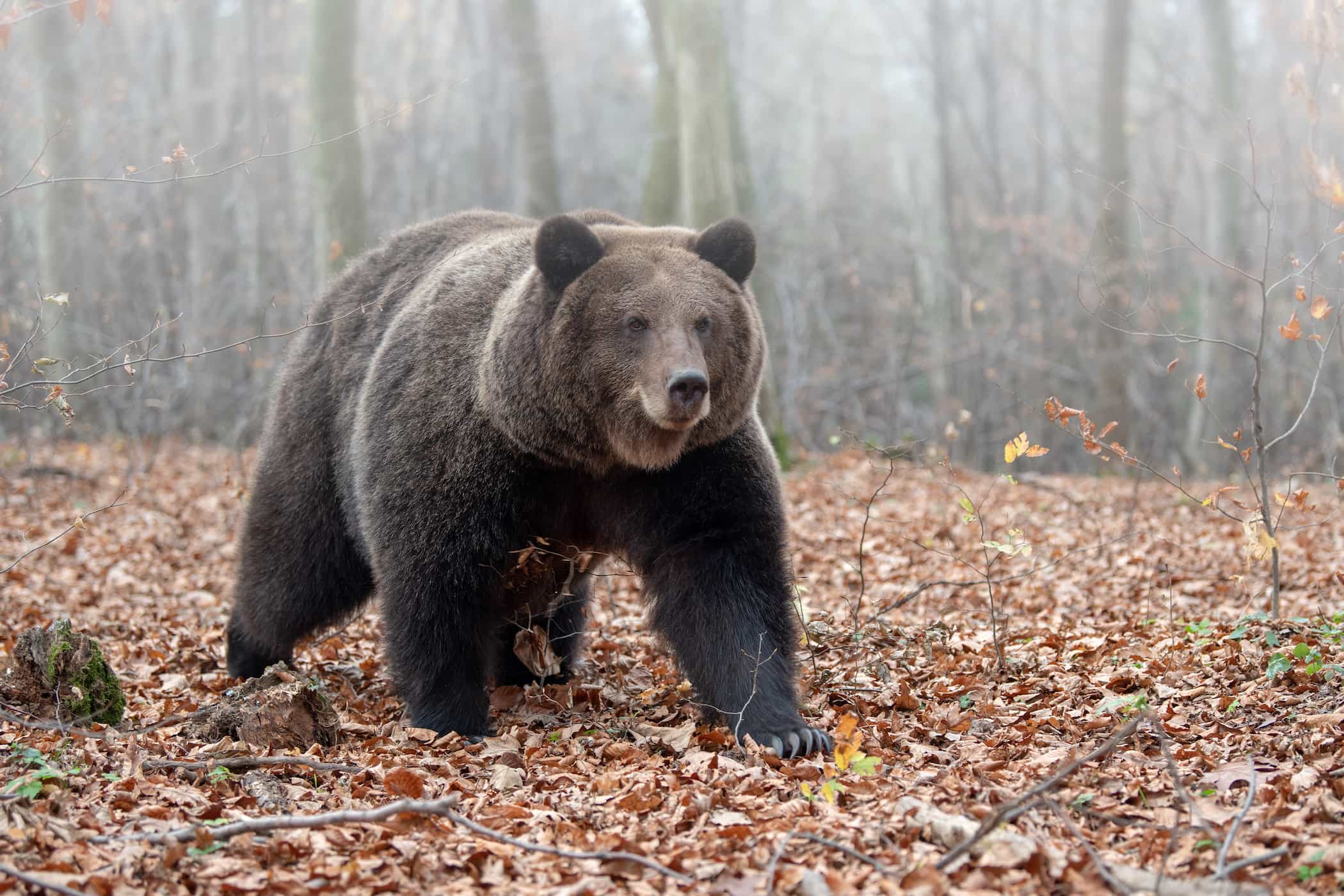How long will the Bear Market last?