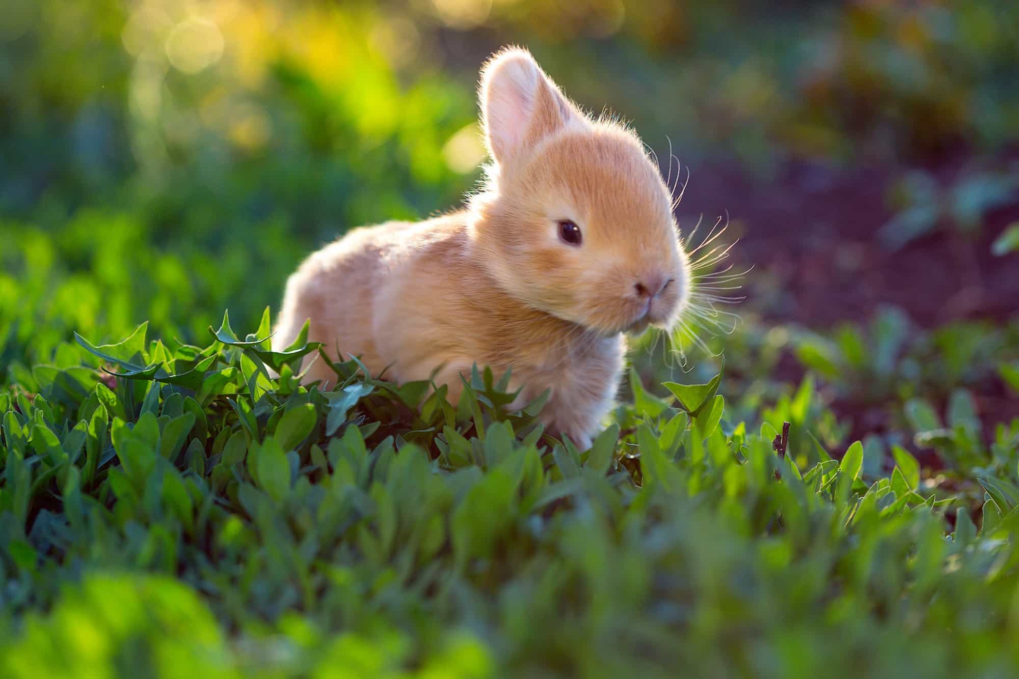 Energizer bunny market, still going…
