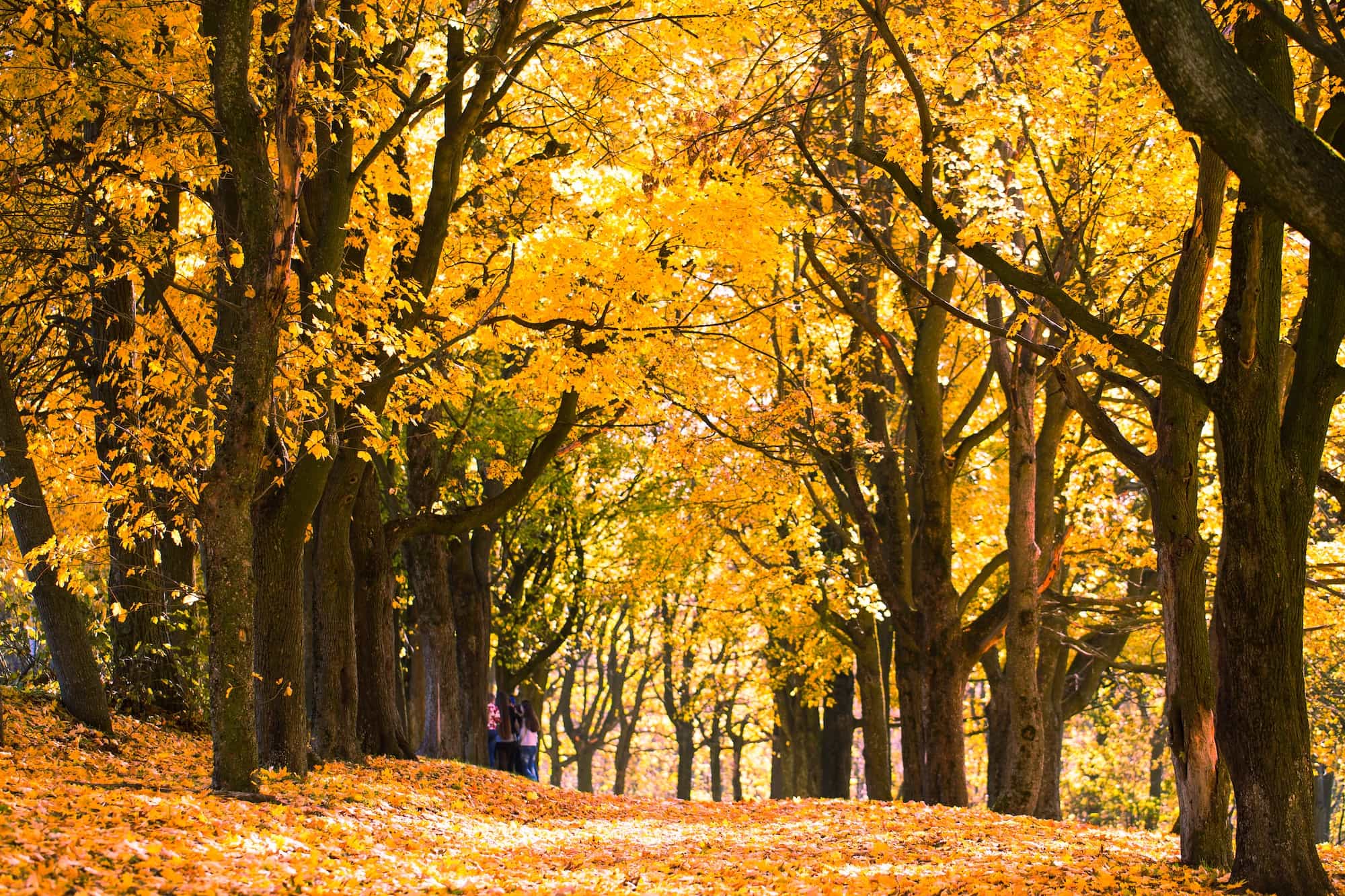 Can markets stabilize to have a year end rally?