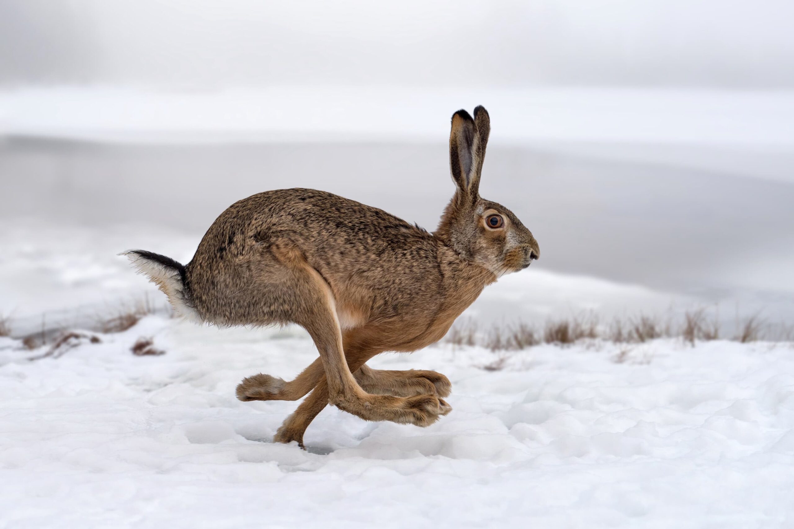 The Energizer Bunny market… still going